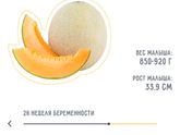 26 неделек ?3 триместр