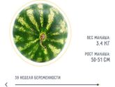 38 недель