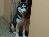 🐶Хаски и кошки🐱...