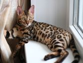 Бенгальский котенок