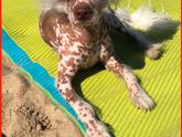 Нашлась наша 🐕 собака