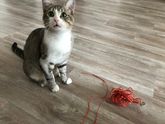 Кот - путешественник ??