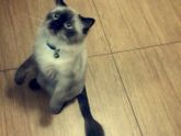 Кошечка