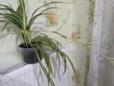 Девочки помогите как его