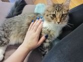 Во сколько месяцев гуляют кошки?