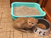 Котенок