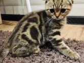 Кошка
