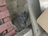 Отдам котика
