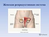 Тянущие боль