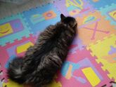 Наглый 🐈