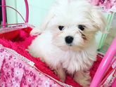Новый член семьи 🐶