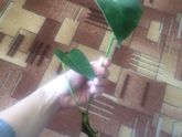 Цветок женское счастье
