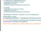 Мазок на флту
