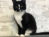 котик