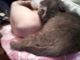 Кошка это нечто