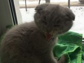 Моя кошка❤️