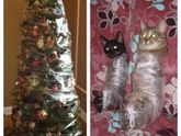 Кот на новый год🐈🌲❄️
