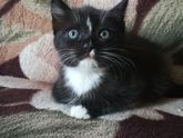Кошаки мои и не только мои)))