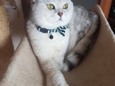 помогите с кличкой