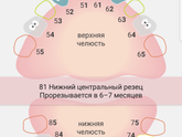 Наши зубки )