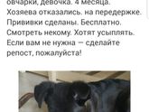 Помогите щенку!??