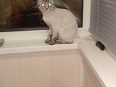 Наша кросотка. Часть2 побрили кошку