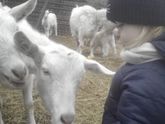 В гостях у козочек 🐐