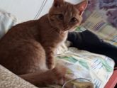 Наши котейки??