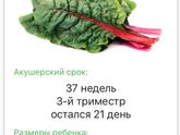 37 неделек