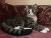 Котик