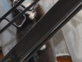Кошаки мои и не только мои)))
