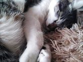 Про кота. Как он спит