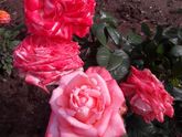 Мои красавицы розы 😍