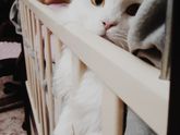 38 недель