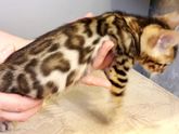 Бенгальский котенок
