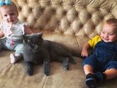 Кот