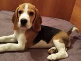 Новый член семьи🐾