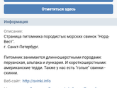 Морские свинки, у кого есть отзовитесь, нужна помощь