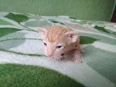 Вот такие вот сфинксы🐈