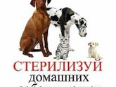 Первая проблема бездомных животных!