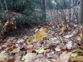 Начало второй четверти (2 класс)