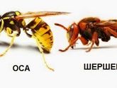 Укусила оса