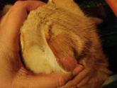 ветеринары есть?облысело ухо у котенка за день