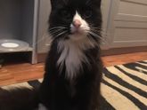 Про кота!
