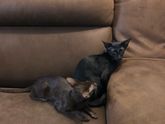 Котики ориенталы