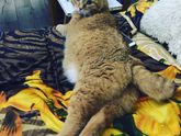 Котик и дитё ?