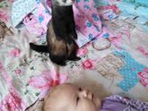Животные в доме.