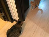 Кошка и лоток!! Порода?
