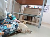Ветеринарная клиника "Добрый доктор" Воронеж. пожалуйста репост.