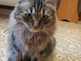 Курильский бобтейл